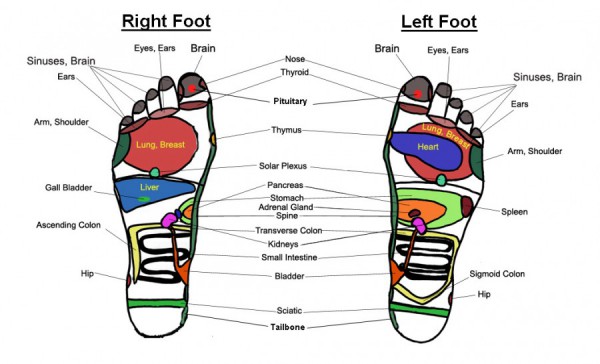 Reflex Areas of the Feet